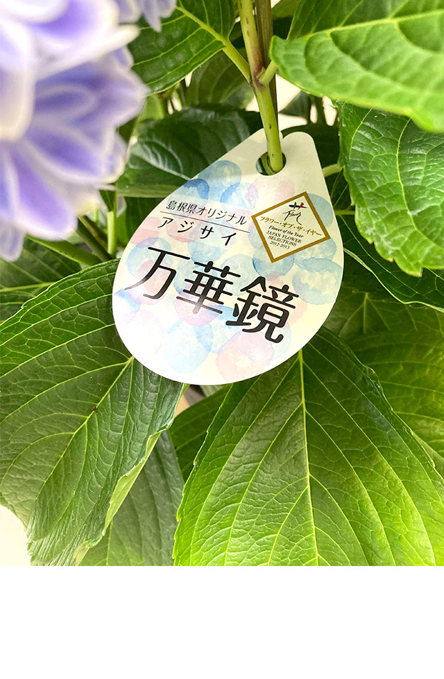 「万華鏡」日本的で優美なアジサイ
